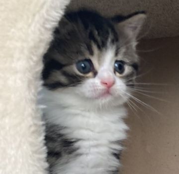 マンチカンブリティッシュちゃん【群馬県・女の子・2022年3月11日・ブラウンタビー&ホワイト】の写真「ハチワレのとても可愛い女の子💕」