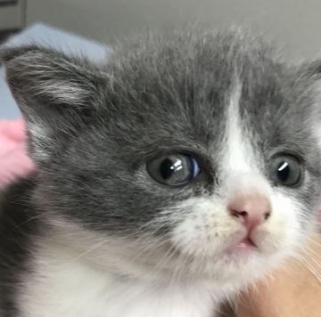 ブリティッシュショートヘア【群馬県・女の子・2021年3月13日・ブルー&ホワイト】の写真「可愛いブルー&ホワイトちゃん」