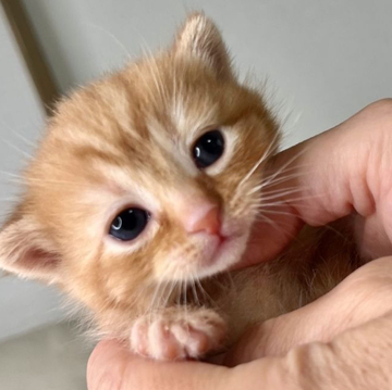 ブリティッシュミックスちゃん【群馬県・女の子・2022年9月17日・レッドタビー】の写真「可愛らしいお顔の女の子💕」