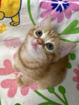 マンチカン×ブリティッシュショートヘア【群馬県・女の子・2019年6月12日・レッドタビー】の写真「遊びたで可愛い女の子💕」