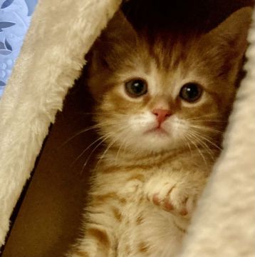 マンチカンブリティッシュくん【群馬県・男の子・2022年3月11日・レッドタビー】の写真「可愛いブリティッシュミックスくん💕」