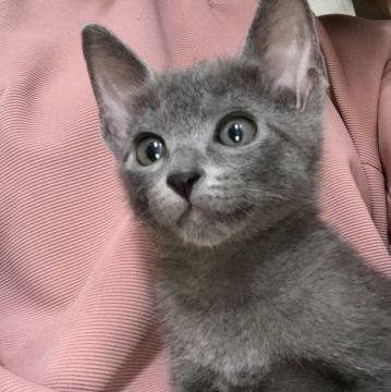 ロシアンミックスちゃん【群馬県・女の子・2021年3月9日・ブルー】の写真「まん丸なお目の可愛い女の子✨」