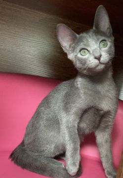 ロシアンミックスくん✨【群馬県・男の子・2021年8月27日・ブルー】の写真「ミンクの手触り💞可愛い男の子💕」