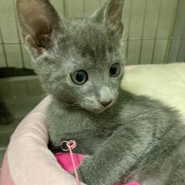 ロシアンミックスくん【群馬県・男の子・2022年10月4日・ブルー】の写真「遊びたな可愛い男の子✨」