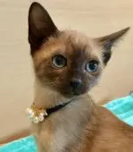 トンキニーズ【群馬県・女の子・2017年12月20日・ナチュラルミンク】の写真1「可愛い女の子✨3/17撮影」