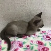 トンキニーズ【群馬県・男の子・2017年8月15日・ナチュラルミンク】の写真2