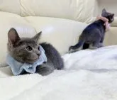 ロシアンブルー✖️トンキニーズ【群馬県・男の子・2023年8月2日・ブルー】の写真3