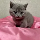 マンチカンミックス💞短足【群馬県・男の子・2023年2月19日・ブルー】の写真3「可愛いお目め♡」