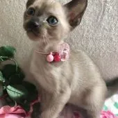 トンキニーズ【群馬県・男の子・2017年8月15日・ナチュラルミンク】の写真3