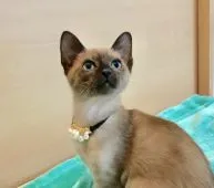 トンキニーズ【群馬県・女の子・2017年12月20日・ナチュラルミンク】の写真3「3/17撮影」