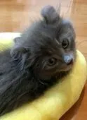 キンカロー【群馬県・男の子・2017年4月12日・】の写真3「何かなぁ⁈」