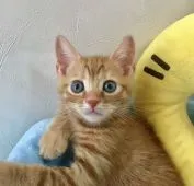 ブリティッシュミックスくん【群馬県・男の子・2018年6月8日・レッドタビー】の写真4「7/27撮影」