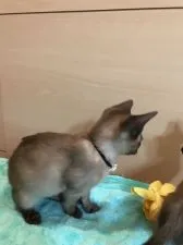 トンキニーズ【群馬県・女の子・2017年12月20日・ナチュラルミンク】の写真4「3/17撮影」