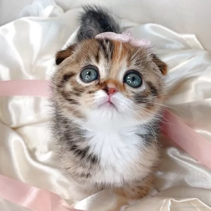 ID：2503-01567の子猫
