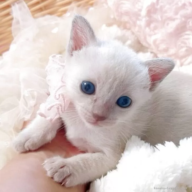 ID：2508-02036の子猫