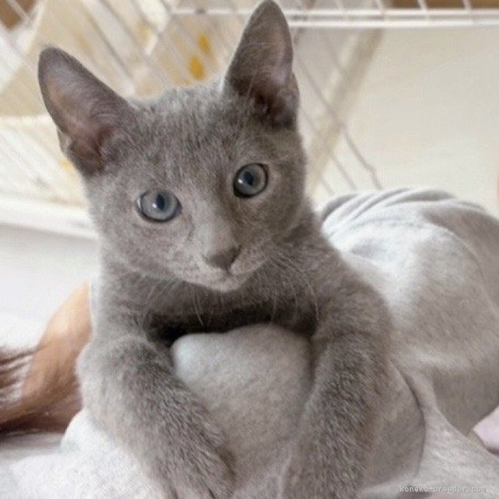 ブリーダー画像