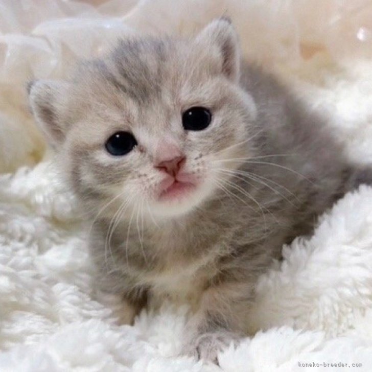 ブリーダー画像