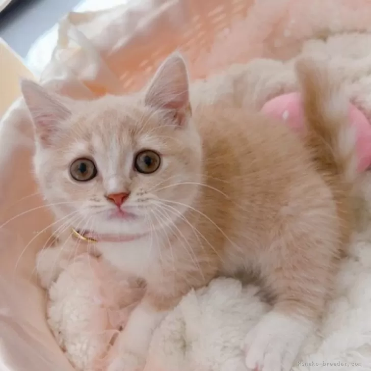 スコティッシュフォールド(立ち耳)【群馬県・女の子・2025年8月17日・クリーム&amp;ホワイト】の写真1「まる顔💕靴下おてても可愛い💕」