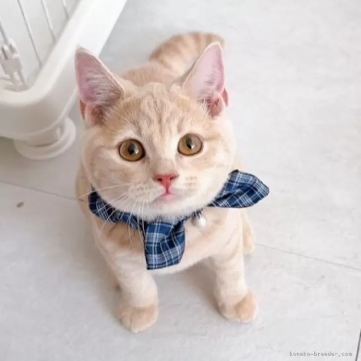 スコティッシュフォールド(立ち耳)【群馬県・男の子・2025年6月24日・クリームタビー】の写真1「猫ちゃんがはじめての方もお迎えしやすい時期になりました🤲🏻🩷」