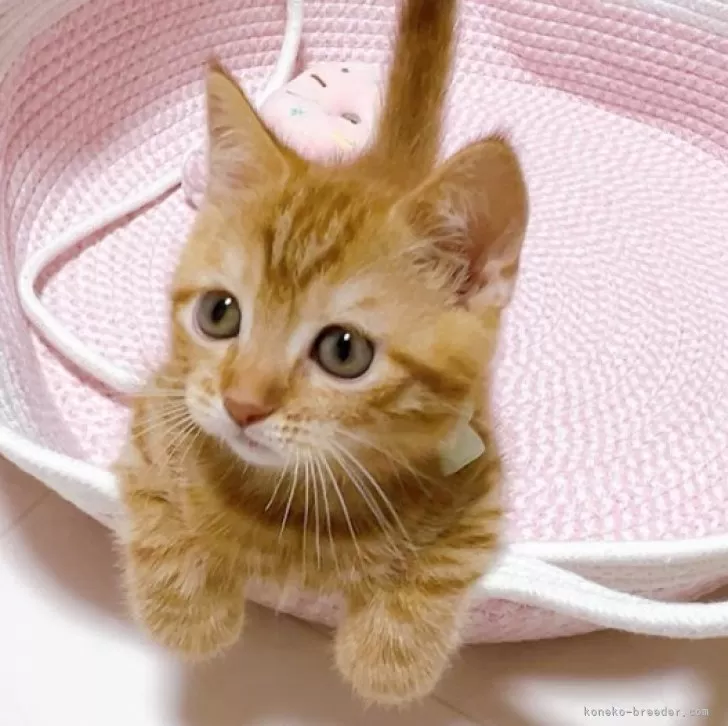 ID：2507-01747の子猫