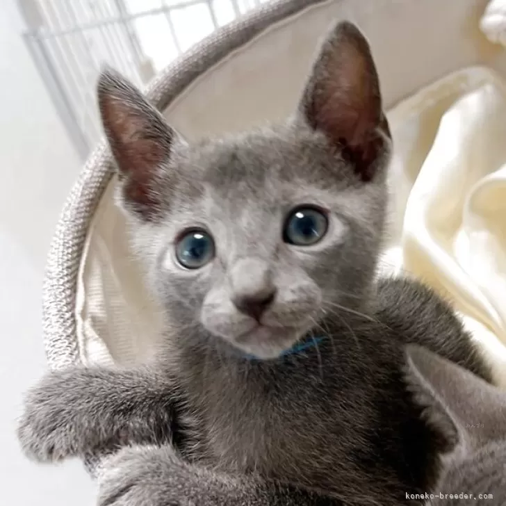 ID:2506-00557の子猫