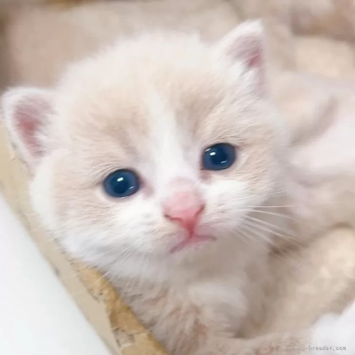 K.T 様のお迎えした子猫