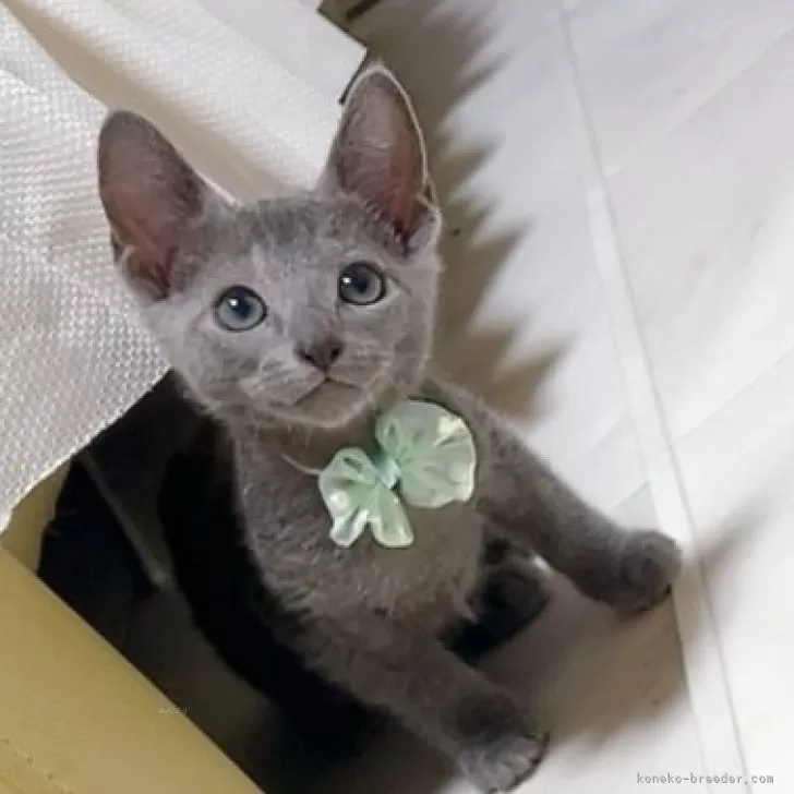 なこ 様のお迎えした子猫