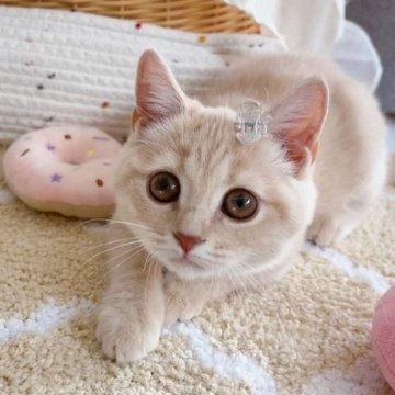 スコティッシュフォールド(立ち耳)【群馬県・女の子・2025年8月17日・クリームタビー（ショート）】の写真「可愛いおっとりちゃん🩷オンライン見学も大歓迎😊」