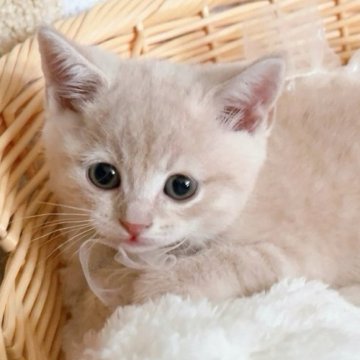 スコティッシュフォールド(立ち耳)【群馬県・男の子・2025年6月24日・クリームタビー（ショート）】の写真「ころころむちむちの可愛い男の子です💛」