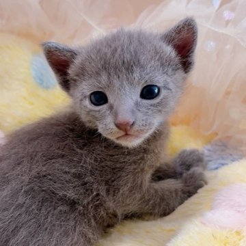 ロシアンブルー【群馬県・男の子・2025年9月8日・ブルー】の写真「とっても可愛い✨ベビーフェイスな男の子です🫧🩷」