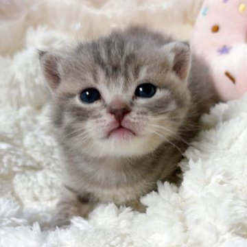 マンチカン(長足)【群馬県・男の子・2025年10月9日・ブルータビー】の写真「おっとり人なつこい💕可愛いぼくちゃんです🩵🫧」