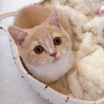 スコティッシュフォールド(立ち耳)【群馬県・女の子・2025年8月17日・クリームタビー&ホワイト（ショート）】の写真「穏やかで人なつこい子🩷当日のお迎え可能です！😊」