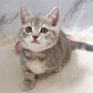 マンチカン(短足)【群馬県・女の子・2025年10月9日・ブルータビー】の写真「おっとり可愛い短足ちゃん🩷ご見学大歓迎です😊✨」