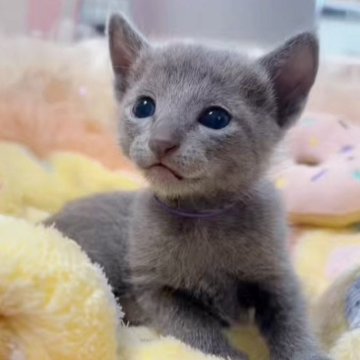 ロシアンブルー【群馬県・女の子・2025年9月8日・ブルー】の写真「ベビーフェイス🫧🩷可愛い甘えたちゃんです😊」