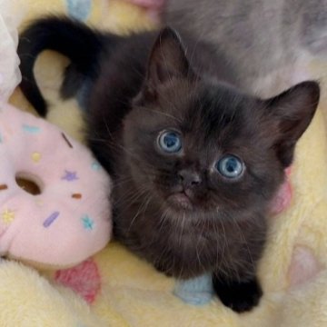 マンチカン(短足)【群馬県・男の子・2025年10月9日・ブラック】の写真「幸福を呼ぶ黒猫くん🐈‍⬛✨オンライン見学も大歓迎」