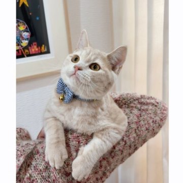 スコティッシュフォールド(立ち耳)【群馬県・男の子・2025年6月24日・クリームタビー（ショート）】の写真「おっとり性格のいい子💕オンライン見学も大歓迎😊」