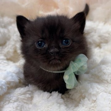 マンチカン(短足)【群馬県・男の子・2025年10月9日・ブラック】の写真「✨幸福を呼ぶ短足の黒猫くん✨🐈⬛レアカラー💕」