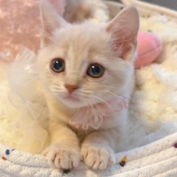 スコティッシュフォールド(立ち耳)【群馬県・女の子・2025年8月17日・クリームタビー（ショート）】の写真「優しいお顔の女の子🩷当日のお迎えも可能です😊」