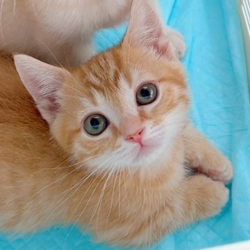 マンチカン(短足)【群馬県・男の子・2025年4月7日・レッドタビー（ショート）】の写真「可愛すぎる短足くん🩷すぐにお迎え可能です🐱✨」