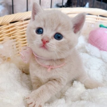 スコティッシュフォールド(立ち耳)【群馬県・女の子・2025年6月24日・クリームタビー（ショート）】の写真「可愛いころむちちゃん🎀オンライン見学も可能☺️」