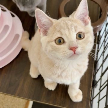 スコティッシュフォールド(立ち耳)【群馬県・男の子・2025年6月24日・クリームタビー（ショート）】の写真「ご見学当日にお迎えいただけます😊🩷」