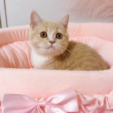 スコティッシュフォールド(立ち耳)【群馬県・女の子・2025年8月17日・クリームタビー&ホワイト（ショート）】の写真「穏やかで人なつこい子🩷当日のお迎え可能です！😊」
