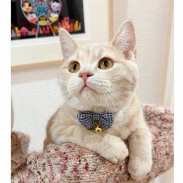 スコティッシュフォールド(立ち耳)【群馬県・男の子・2025年6月24日・クリームタビー（ショート）】の写真「おっとり性格のいい子💕オンライン見学も大歓迎😊」