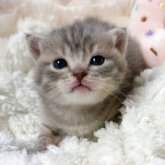 マンチカン(長足)