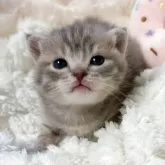 マンチカン(長足)【群馬県・男の子・2025年10月9日・ブルータビー】の写真1