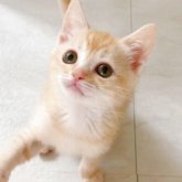 マンチカン(長足)