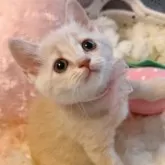 スコティッシュフォールド(立ち耳)
