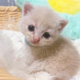 スコティッシュフォールド(立ち耳)
