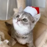 マンチカン(短足)