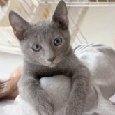 ロシアンブルー